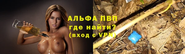 прущие грибы Инта