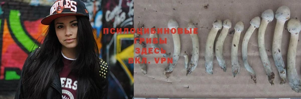 прущие грибы Инта